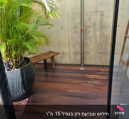 רצפת עץ עם עציץ גדול וצמח ירוק